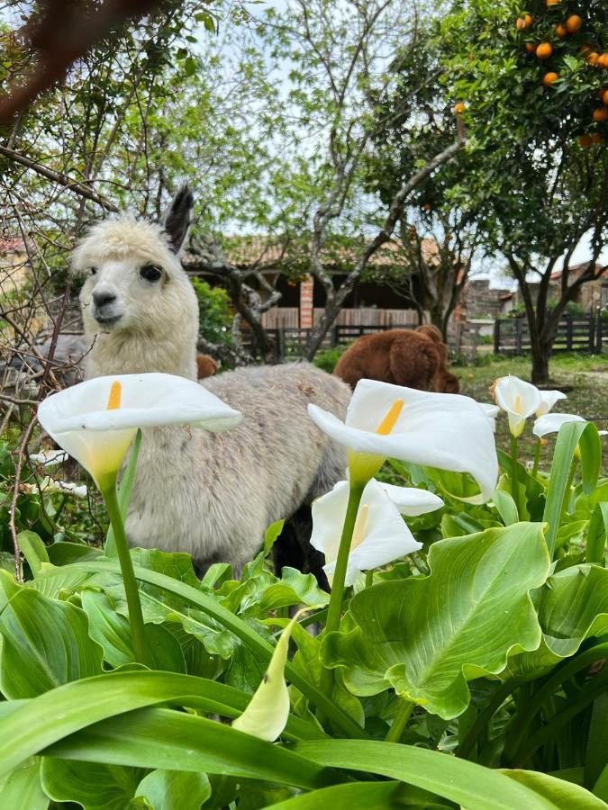 NarizMonte Frio Alpacas别墅 外观 照片